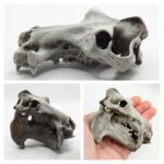 Hippopotamus Skull Replica – 1:12 Scale
