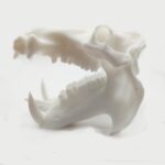 Hippopotamus Skull Replica – 1:12 Scale