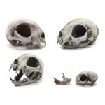 Cat Skull Replica – 1:6 Scale
