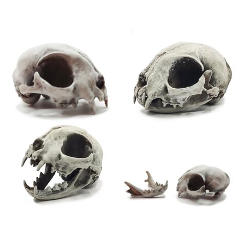 Cat Skull Replica - 1:6 Scale