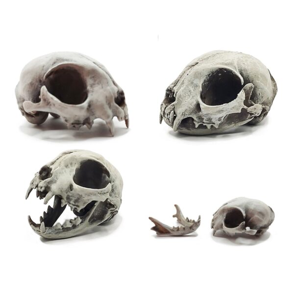 Cat Skull Replica – 1:6 Scale