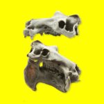 Hippopotamus Skull Replica – 1:12 Scale
