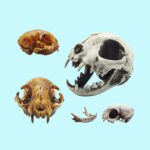 Cat Skull Replica – 1:6 Scale