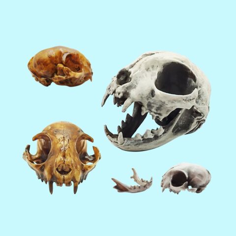 Cat Skull Replica - 1:6 Scale