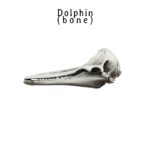 Right Whale Dolphin Skull Replica – 1:12 Scale