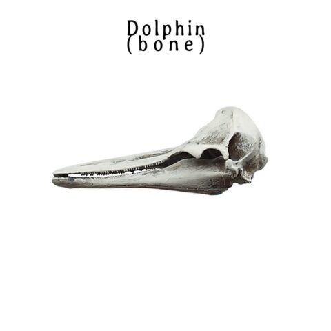 Right Whale Dolphin Skull Replica - 1:12 Scale