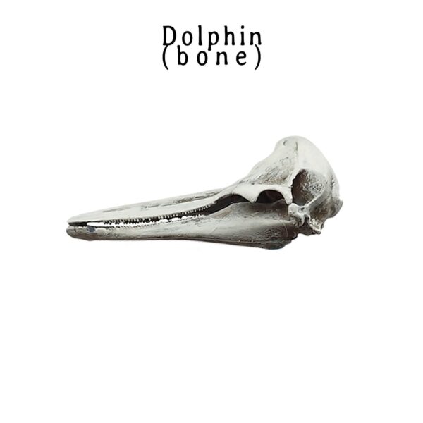 Right Whale Dolphin Skull Replica – 1:12 Scale