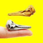 Right Whale Dolphin Skull Replica – 1:12 Scale