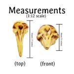 Right Whale Dolphin Skull Replica – 1:12 Scale
