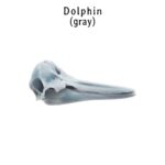 Right Whale Dolphin Skull Replica – 1:12 Scale