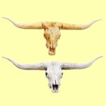 Texas Longhorn Steer Skull Replica – 1:12 Scale