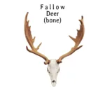 Fallow Deer Skull Replica – 1:12 Scale