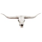 Texas Longhorn Steer Skull Replica – 1:12 Scale