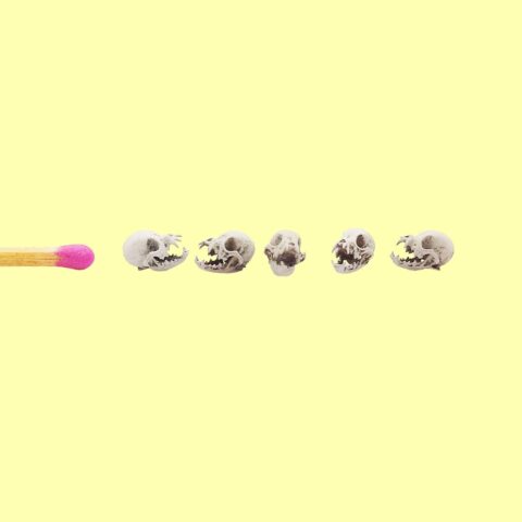 Chihuahua Skull Replica - 1:12 Scale (Set of 5)