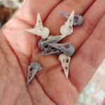 Raven Skull Replica – 1:6 Scale