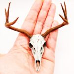 White-Tailed Deer Skull with Antlers Replica – 1:6 Scale