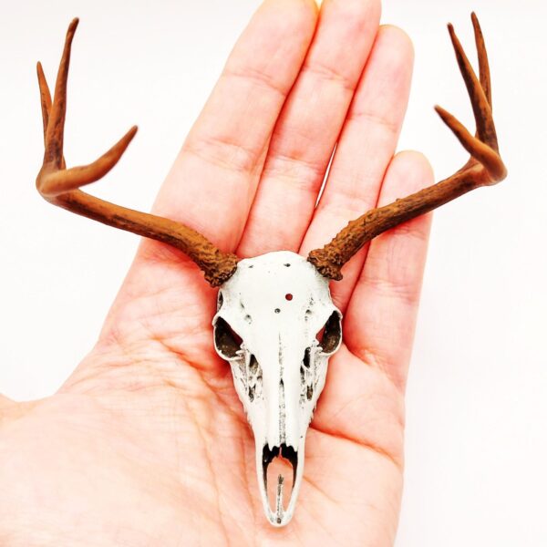 White-Tailed Deer Skull with Antlers Replica – 1:6 Scale