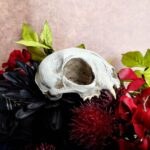 Cat Skull Replica – 1:1 Scale