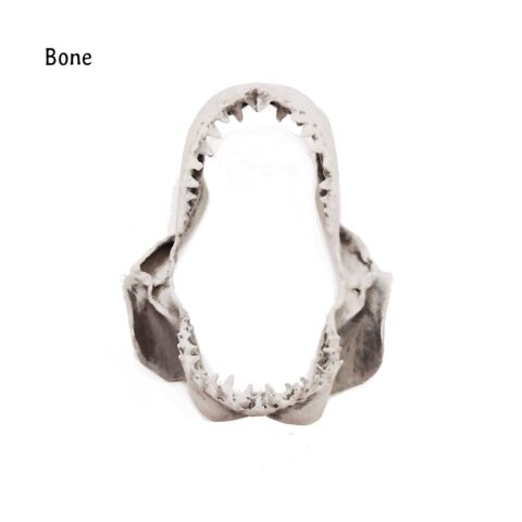 Great White Shark Jaw Replica - 1:12 Scale