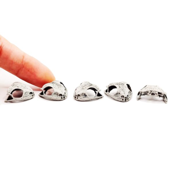 Cuban Tree Frog Skull Replica – 1:6 Scale (Set of 5)