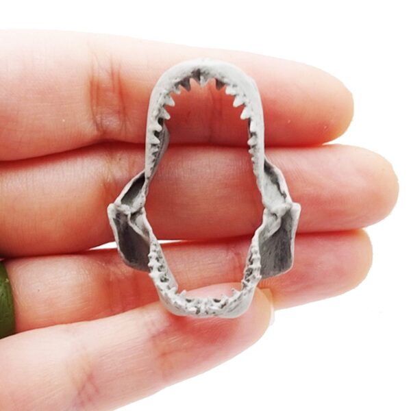 Great White Shark Jaw Replica – 1:12 Scale