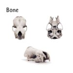 Greater Noctule Bat Skull Replica – Full Scale