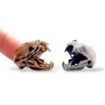 Vampire Bat Skull Replica – 1:1 Scale