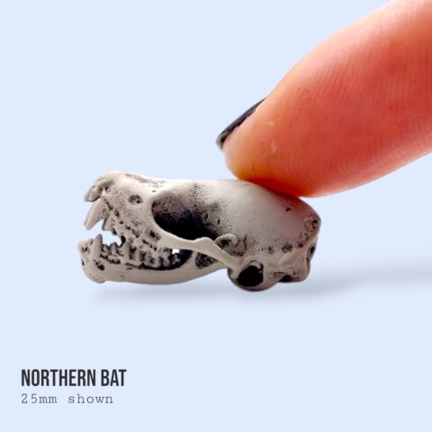 Northern Bat Skull Replica - Open Jaw - 1:1 Scale