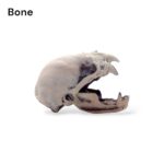 Vampire Bat Skull Replica – 1:1 Scale