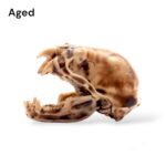 Vampire Bat Skull Replica – 1:1 Scale