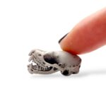 Northern Bat Skull Replica – Open Jaw – 1:1 Scale