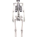 Human Skeleton Replica – 1:6 Scale
