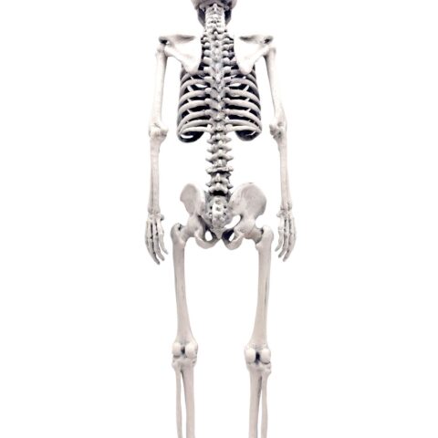 Human Skeleton Replica - 1:6 Scale