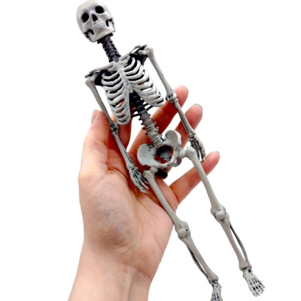 Human Skeleton Replica – 1:6 Scale