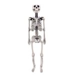 Human Skeleton Replica – 1:6 Scale