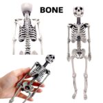 Human Skeleton Replica – 1:6 Scale