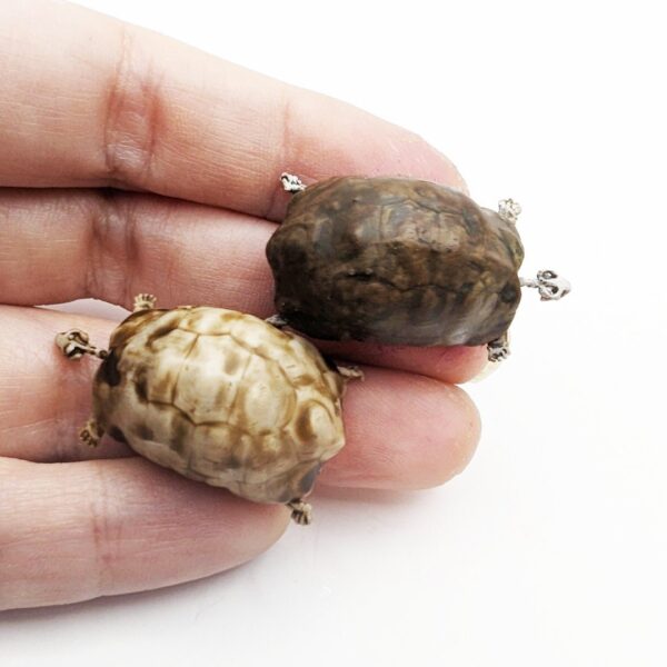 Tortoise Skeleton Replica – 1:12 Scale