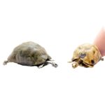 Tortoise Skeleton Replica – 1:12 Scale