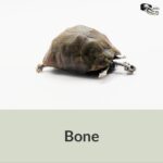 Tortoise Skeleton Replica – 1:12 Scale
