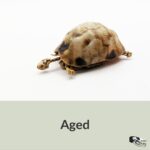 Tortoise Skeleton Replica – 1:12 Scale
