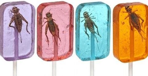 Real Cricket Sucker