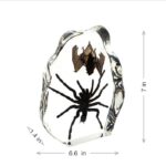 Real Tarantula & Bat in Acrylic