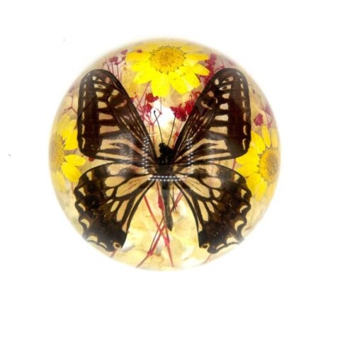 Real Butterfly in Acrylic Half-dome with Flowers