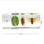 Real Life Cycle of Silkworm in Acrylic