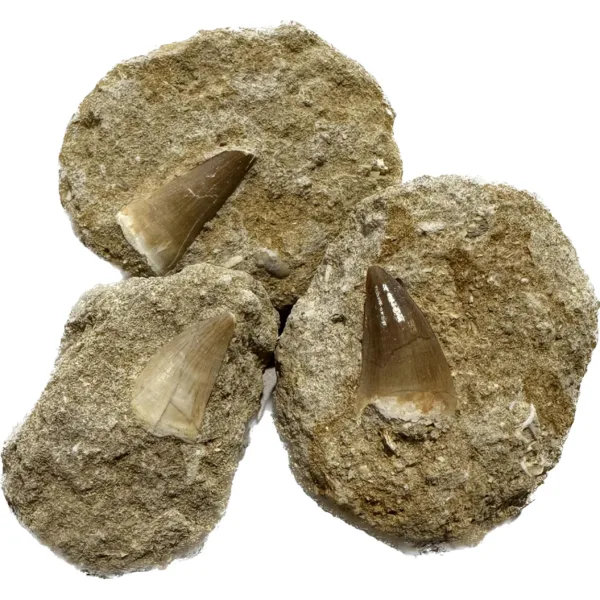 Mosasaur Tooth Fossil in Matrix