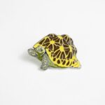 Indian Star Tortoise Enamel Pin (Geochelone elegans)