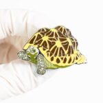 Indian Star Tortoise Enamel Pin (Geochelone elegans)