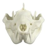 Replica American Opossum Skull – Economy