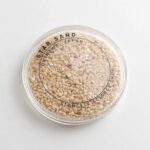 Japanese Star Sand Specimen