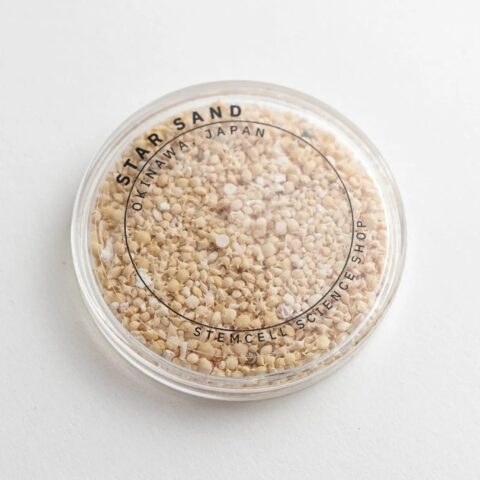 Japanese Star Sand Specimen